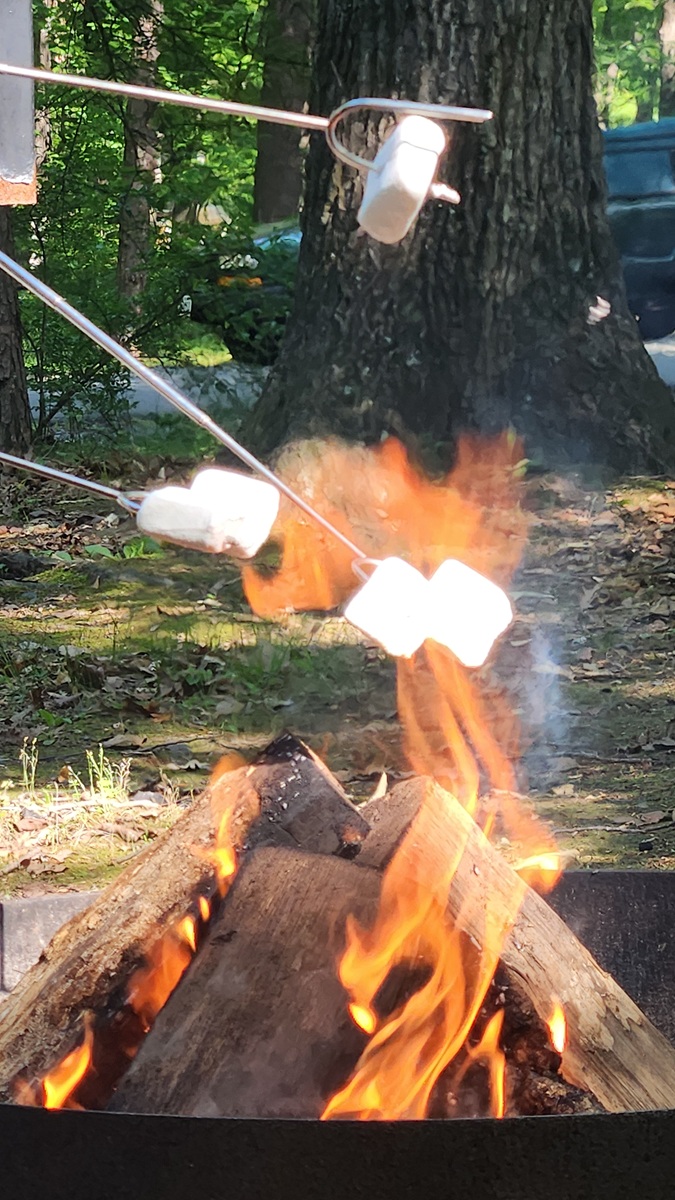 marshmallows on sticks held over a campfire
