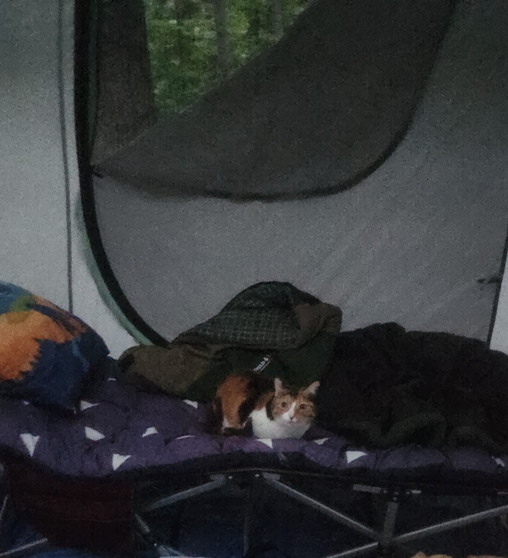 calico cat comfy on a cot with blankets in an overnight tent