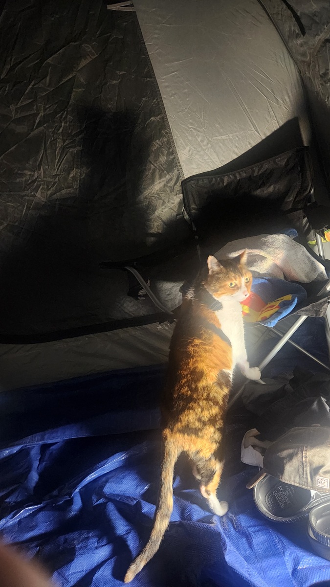 calico cat exploring the inside of a tent at night